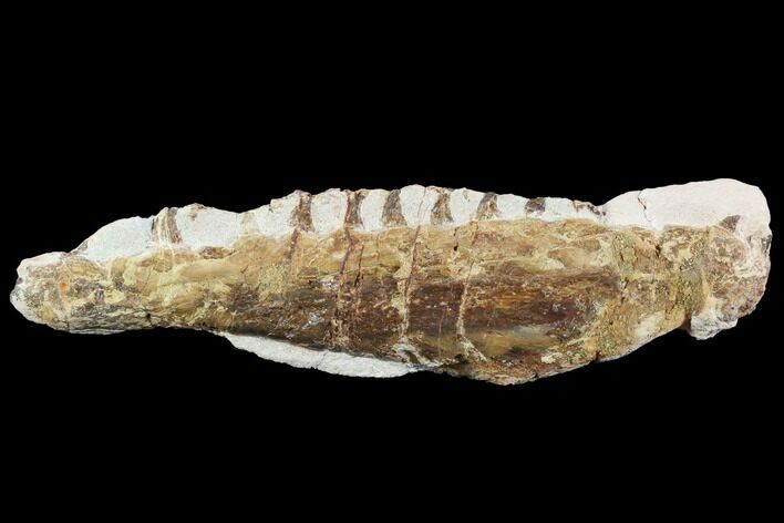 Mosasaur (Tethysaurus) Jaw Section - Goulmima, Morocco #89246